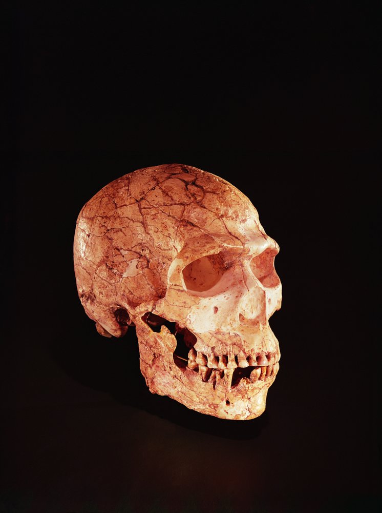 Czaszka neandertalczyka, odkryta na górze Karmel w Palestynie, około 1920 autorstwa Prehistoric