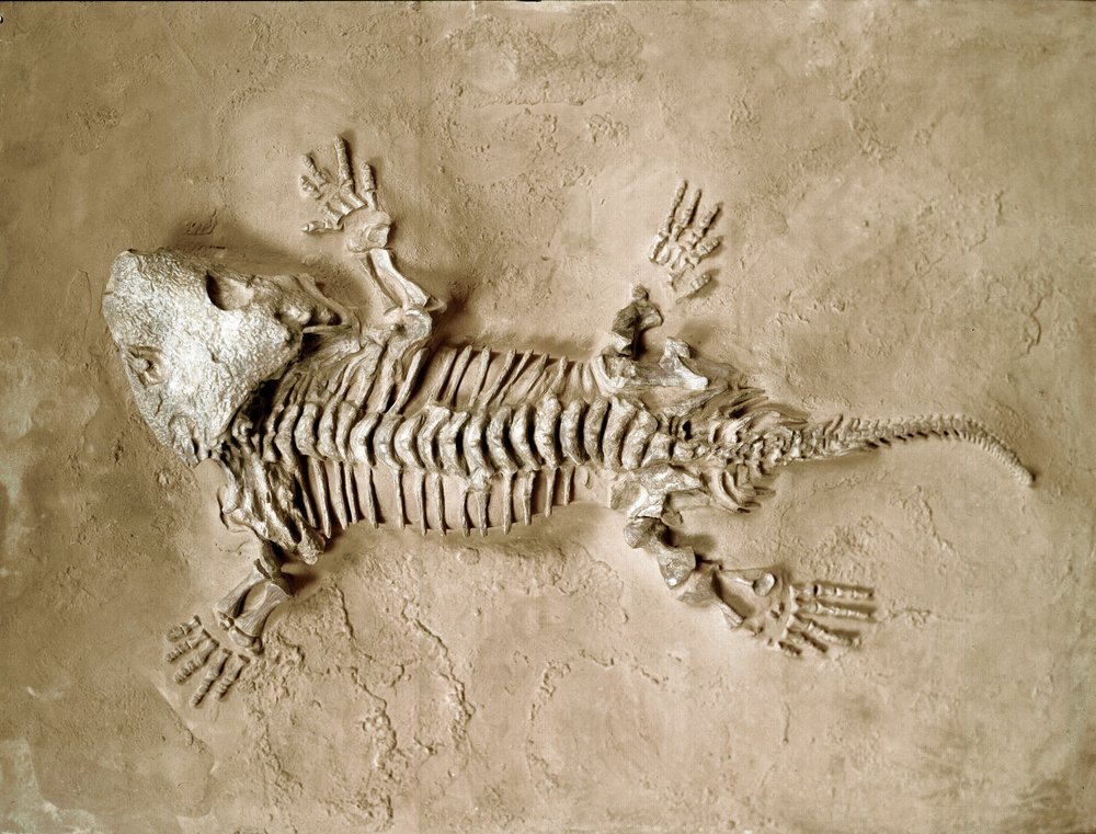 Prehistoria: skamieniałość płaza gada Seymouria baylorensis z Teksasu w Stanach Zjednoczonych. Okres permu. Museo Civico di Storia Naturale, Mediolan autorstwa Prehistoric Prehistoric