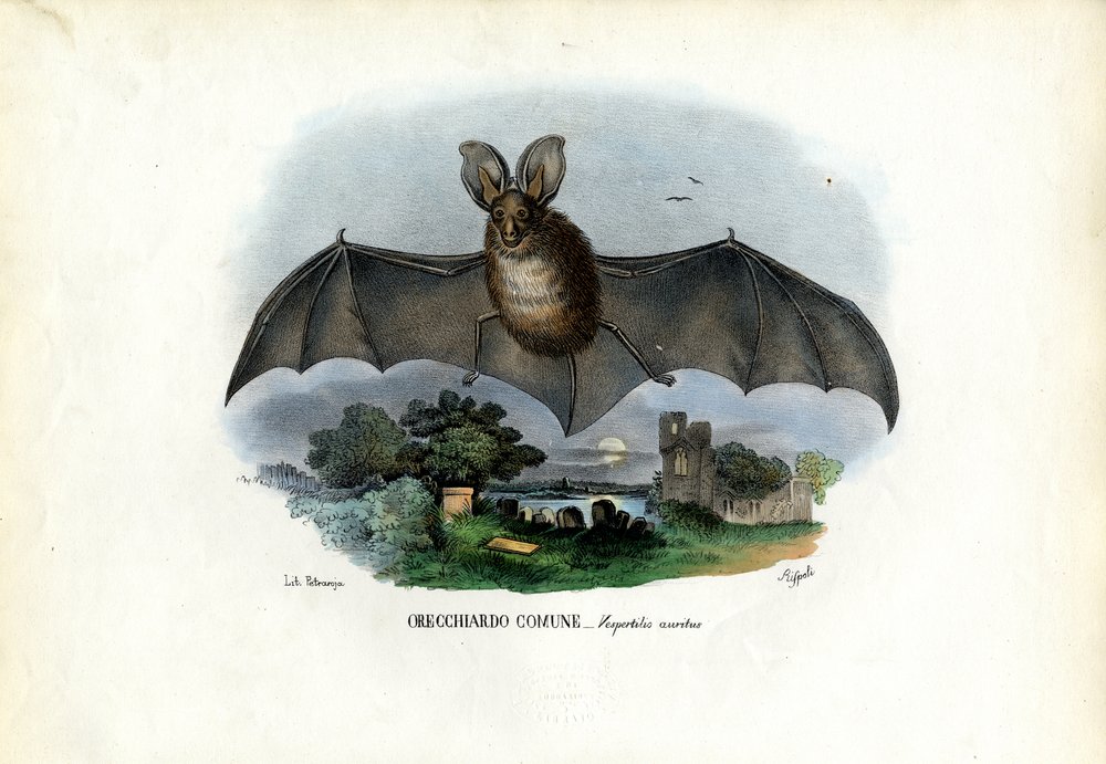 Szary nietoperz uszaty, 1863-79 autorstwa Raimundo Petraroja