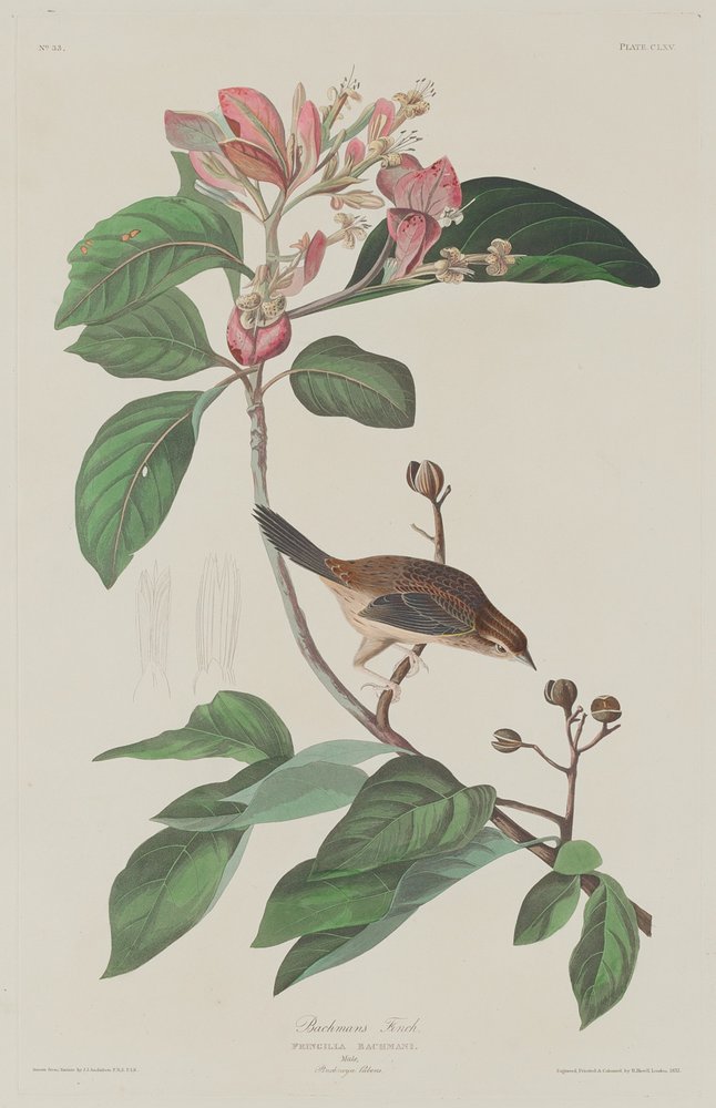 Bachmans Finch, 1833. autorstwa Robert Havell