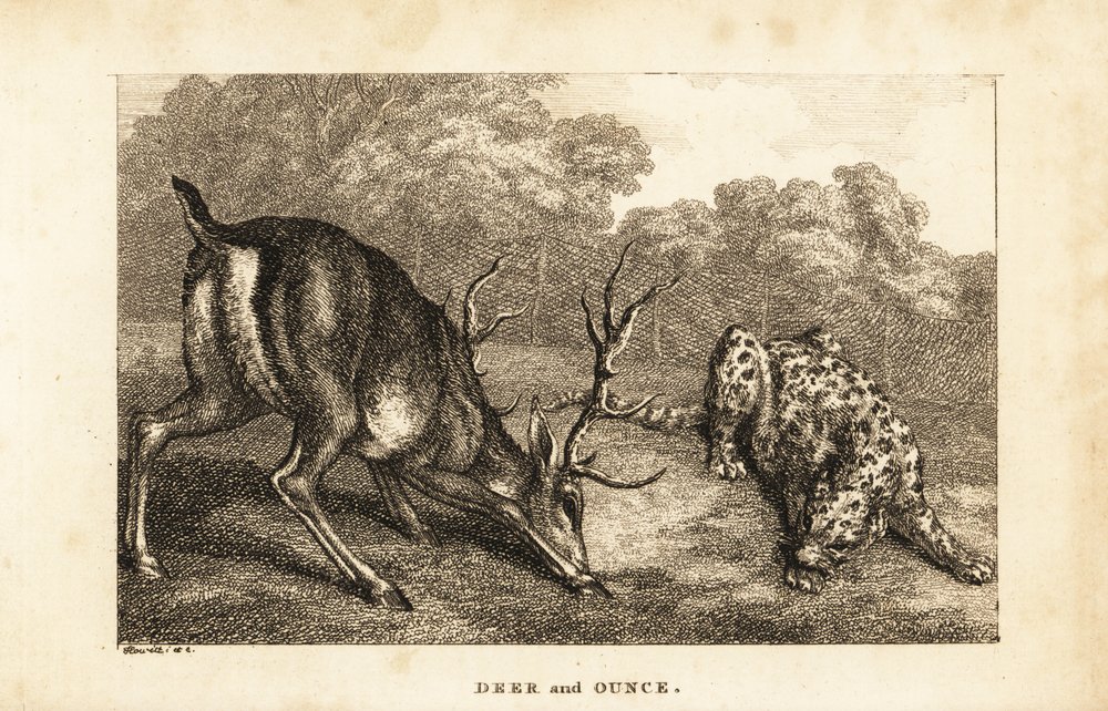 Spotkanie jelenia Cervus elaphus z panterą śnieżną Panthera uncia autorstwa Samuel (after) Howitt