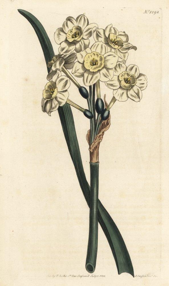 Narcissus a bouquet - Narcyz pęczkowaty, Narcissus tazetta (Blade cupped white garden Narcissus; Narcissus orientalis) - Ręcznie barwiony miedzioryt autorstwa F. Sansoma Jr. według ilustracji Sydenhama Edwardsa z Botanical Magaz Williama Curtisa autorstwa Sydenham Teast Edwards