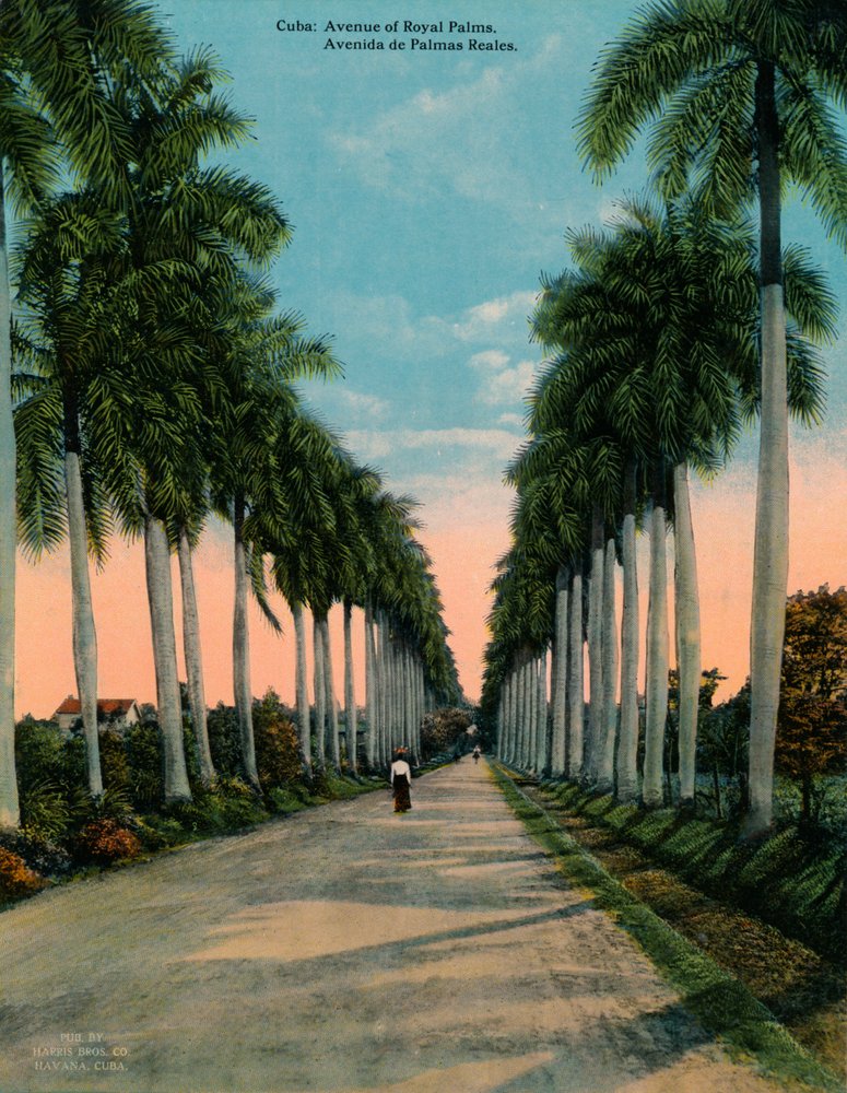 Aleja palm królewskich, Kuba, ok. 1920 autorstwa Unbekannt