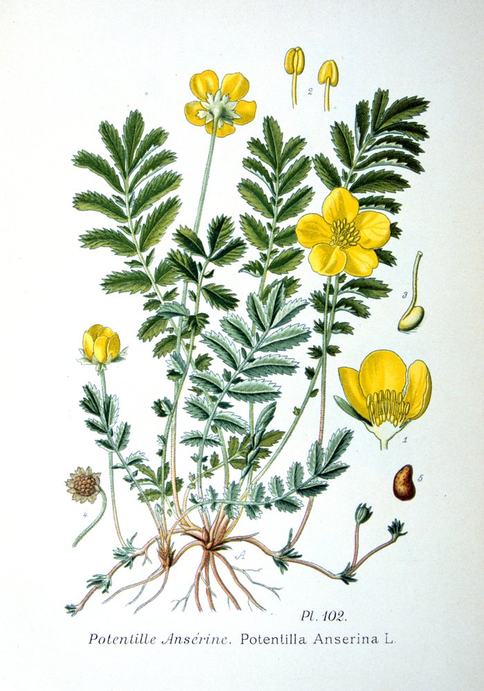 Srebrzysta, 1893 autorstwa Unbekannt