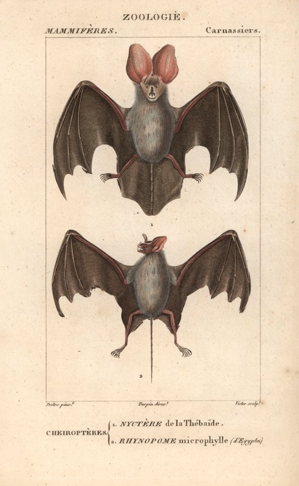 Cheiroptere (chiroptere): nyctere z Thebaide i rhynopome microphyll z Egiptu - Eau forte Jean Gabriel Pretre (1780-1845), rytowane przez Carnonkel, do słownika nauk przyrodniczych: ssaki Frederica Cuviera, pod redakcją Pierre Jean Francois Tu autorstwa Unbekannter Künstler