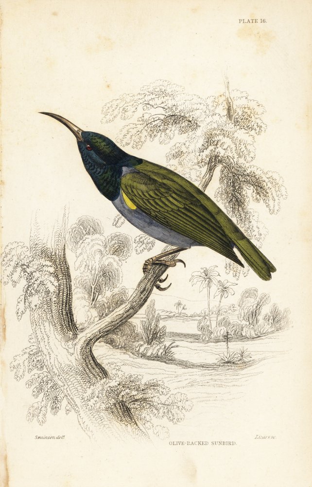 Zielonogłowy ptak słoneczny (Dolna Gwinea), Cyanomitra verticalis cyanocephala (Olive-backed sunbird, Cinnyris chloronotus). Ręcznie kolorowana stalowa rycina autorstwa Williama Lizarsa według Williama Swainsona z Naturalist