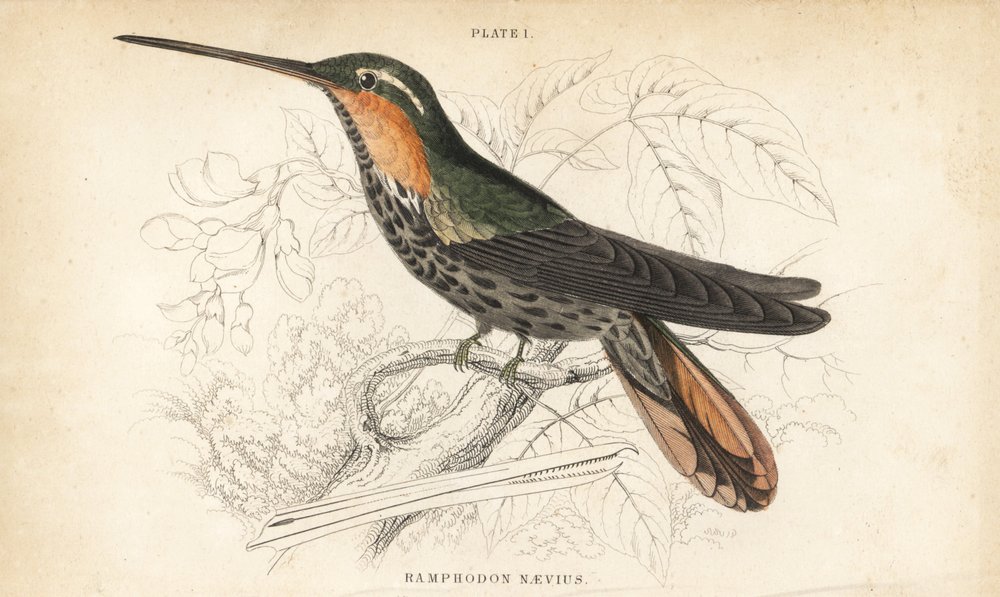 Pustelnik piłokształtny, Ramphodon naevius (koliber piłokształtny plamisty). Ręcznie kolorowana stalowa rycina autorstwa Williama Lizarsa z Sir William Jardine