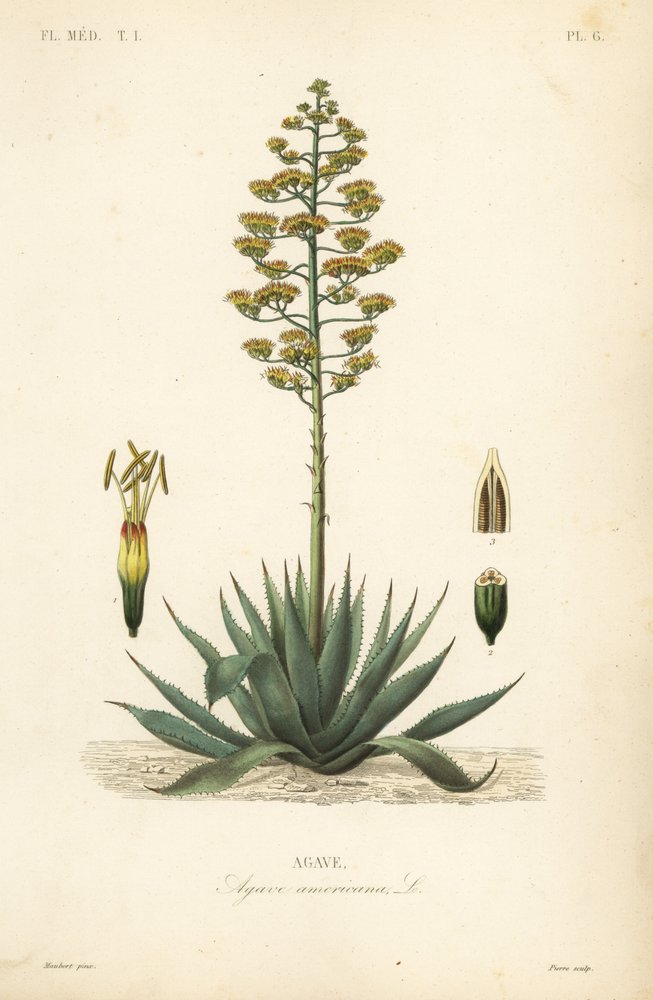Roślina wartownicza, roślina wieku, maguey lub aloes amerykański, Agave americana, Agave autorstwa Unbekannt