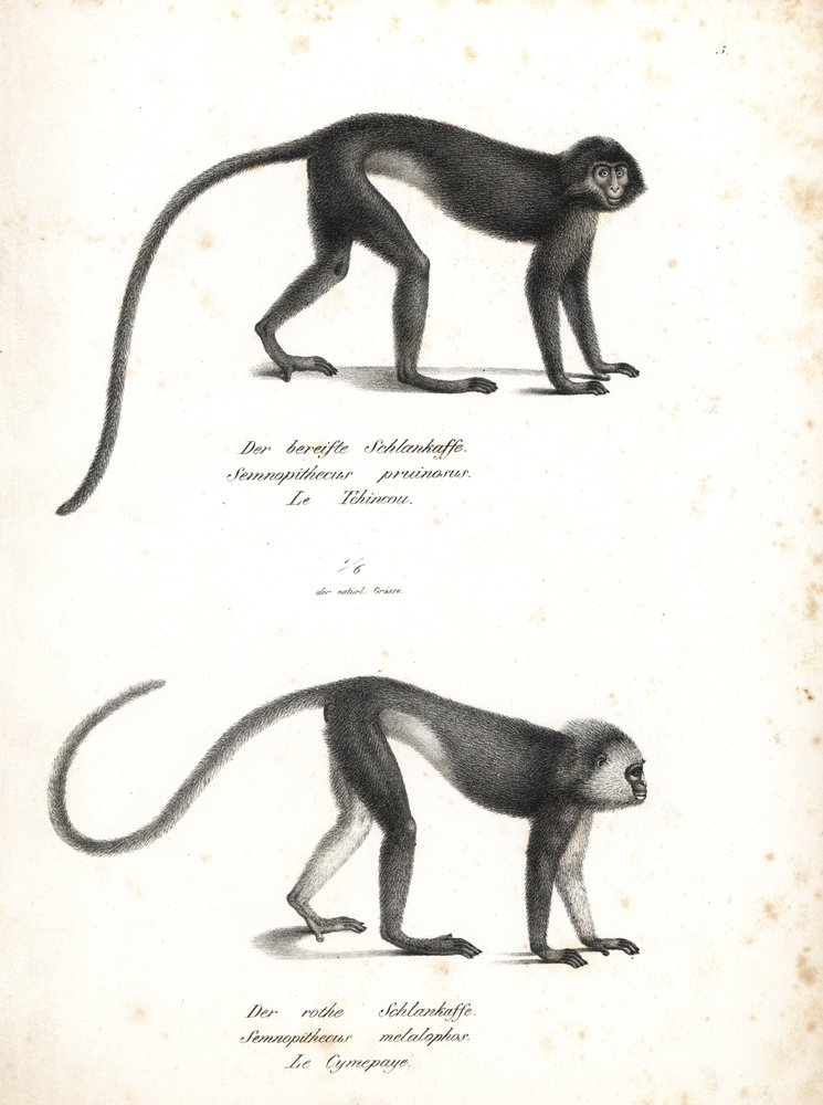 Lutung srebrzysty, Trachypithecus cristatus (Semnopithecus pruinosus) i surili sumatrzańskie, Presbytis melalophos (Semnopithecus melalophos) zagrożone wyginięciem. Litografia autorstwa Karla Josepha Brodtmanna z Ilustrowanej historii naturalnej zwierząt H autorstwa Unbekannter Künstler