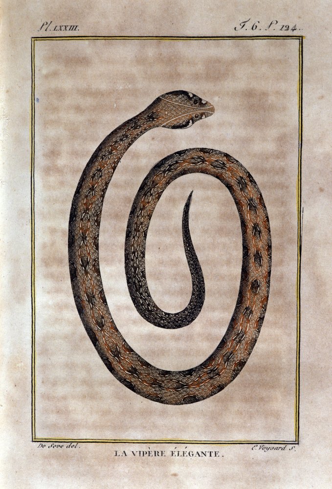Elegancka żmija. Tabliczka zaczerpnięta ze zdrady Historii Naturalnej „Dzieła Buffona” autorstwa przyrodnika Georgesa Louisa Leclerca, hrabiego Buffon (1707 - 1788). 19 wiek autorstwa Unknown artist
