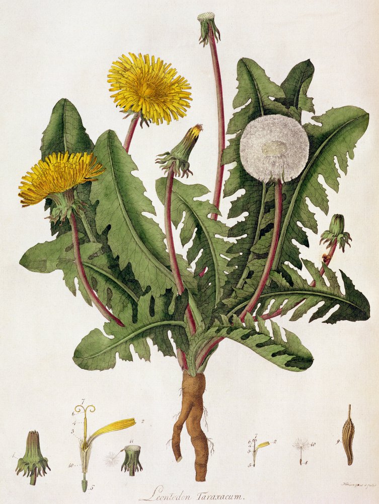 Dandelion (kolorowy grawer) autorstwa William Kilburn