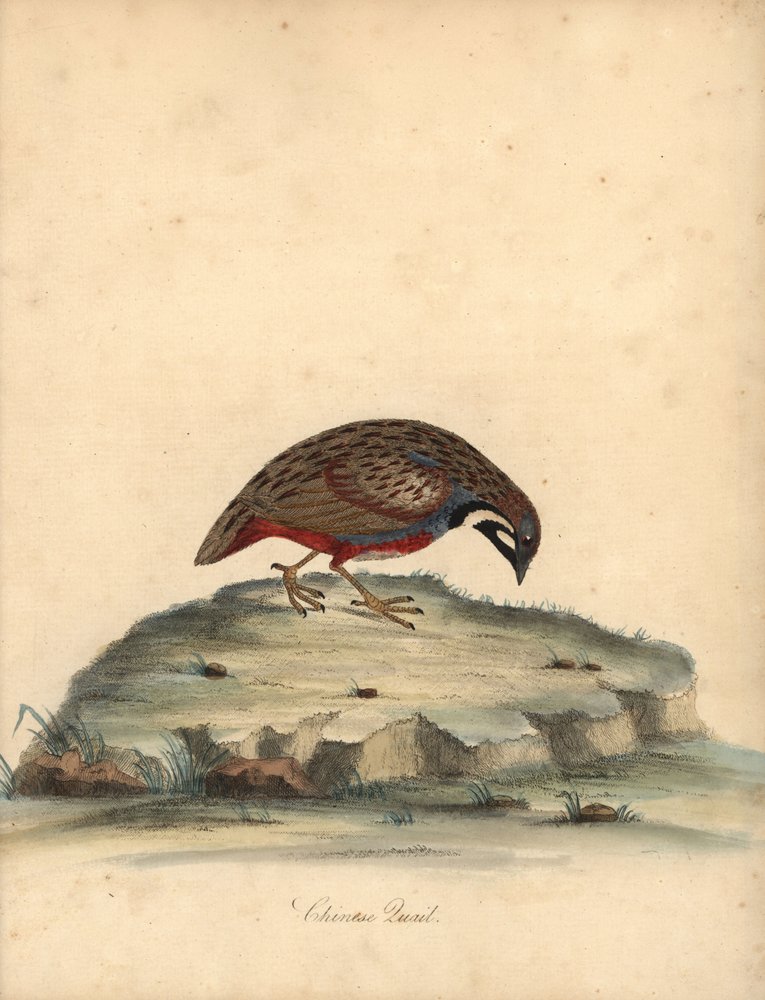Przepiórka niebieska , Coturnix chinensis . (przepiórka chińska, Tetrao chinensis) Ręcznie barwiony miedzioryt ilustracji autorstwa Williama Hayesa z Portretów rzadkich i ciekawych ptaków z Menażerii Osterly Park, Londyn: Bulmer autorstwa William Hayes