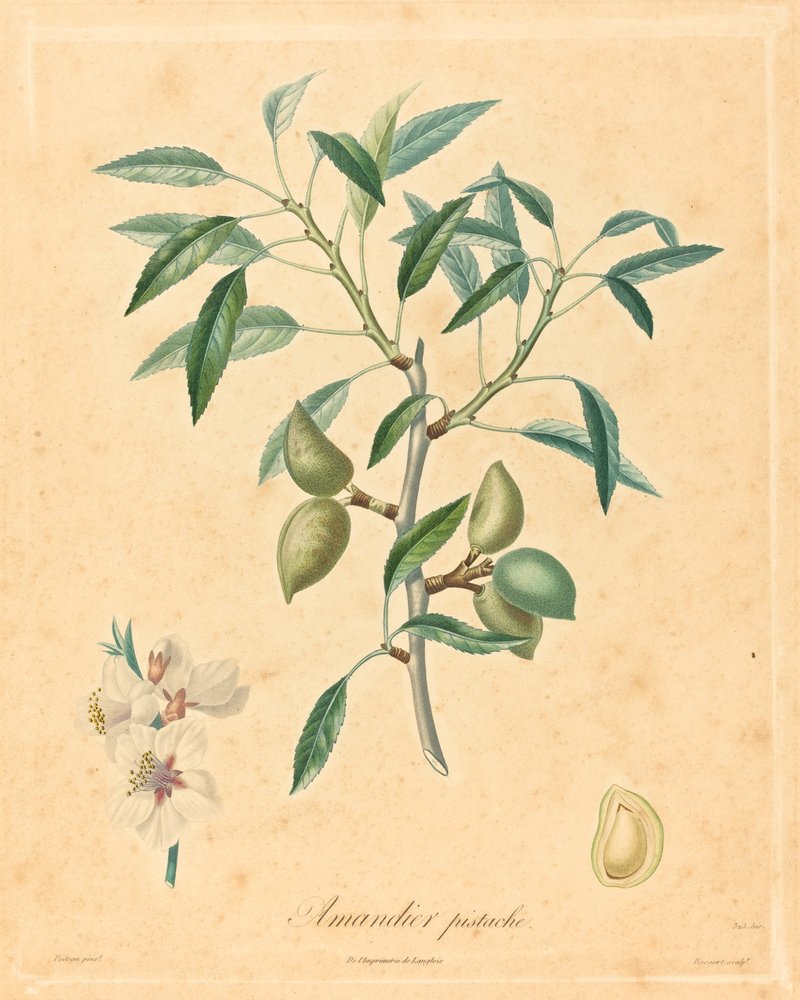 drzewo migdałowe pistacjowe autorstwa after A. Poiteau