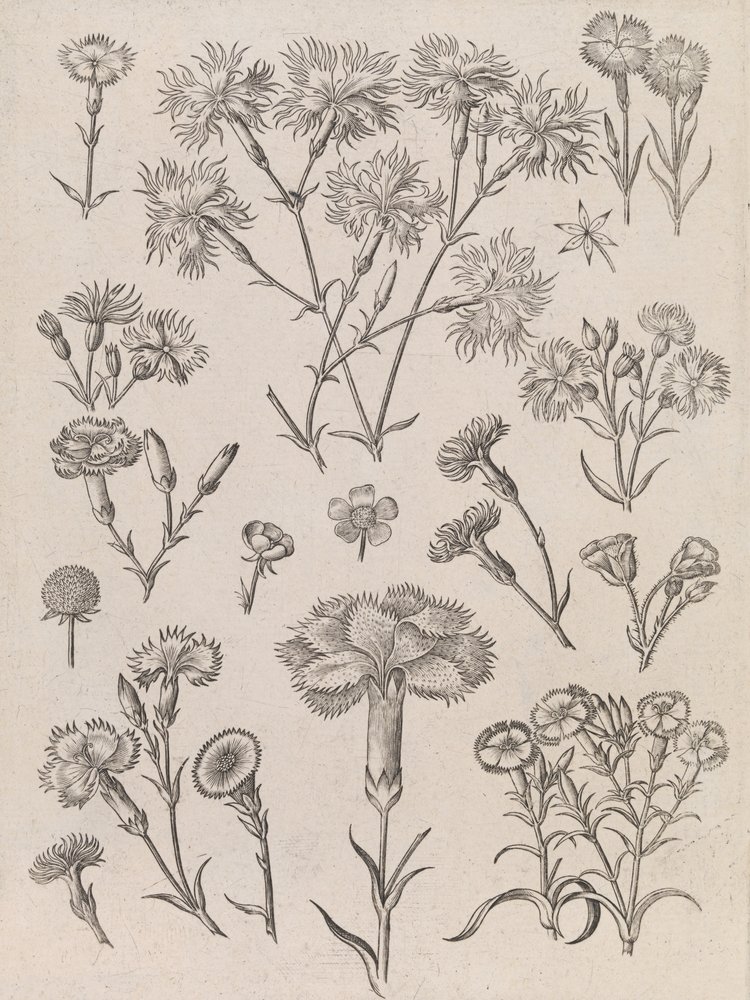  autorstwa Adriaen Collaert