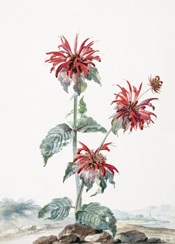 Czerwona bergamotka w krajobrazie autorstwa Aert Schouman