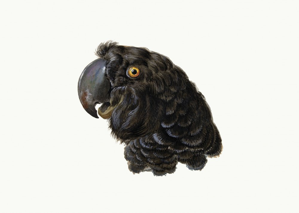 Kakadu autorstwa Aert Schouman