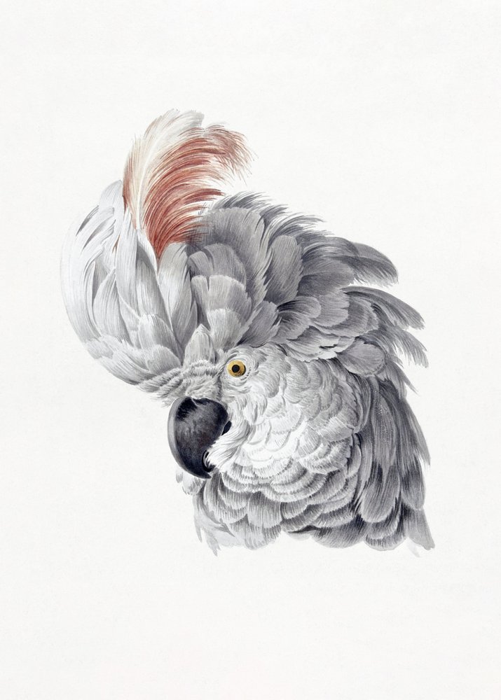 Cockatoo Head autorstwa Aert Schouman