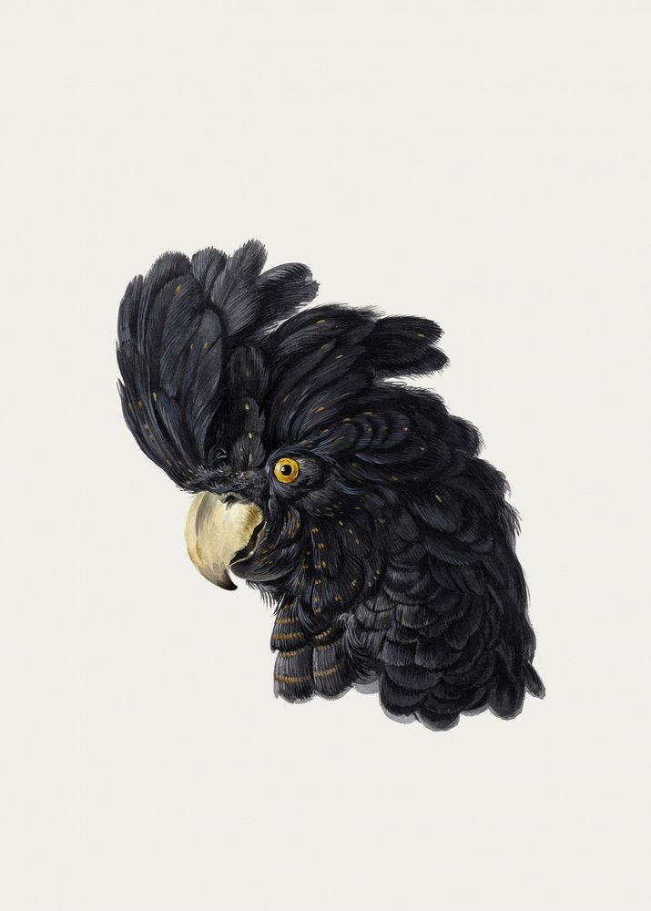 Głowa kakadu autorstwa Aert Schouman