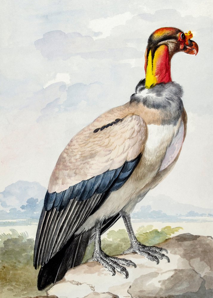 kulik wielki autorstwa Aert Schouman