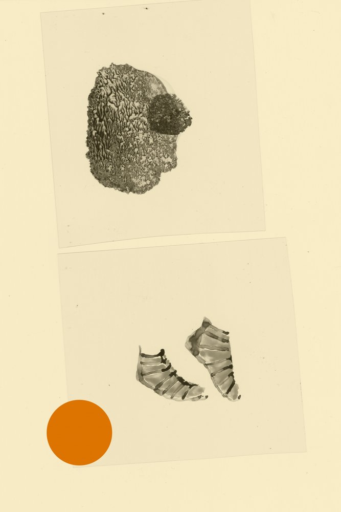 Głowonóg autorstwa Alexander Adiels