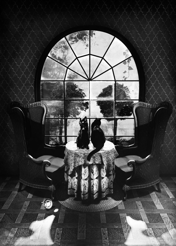 Tajemnicze czarne koty autorstwa Ali Gulec