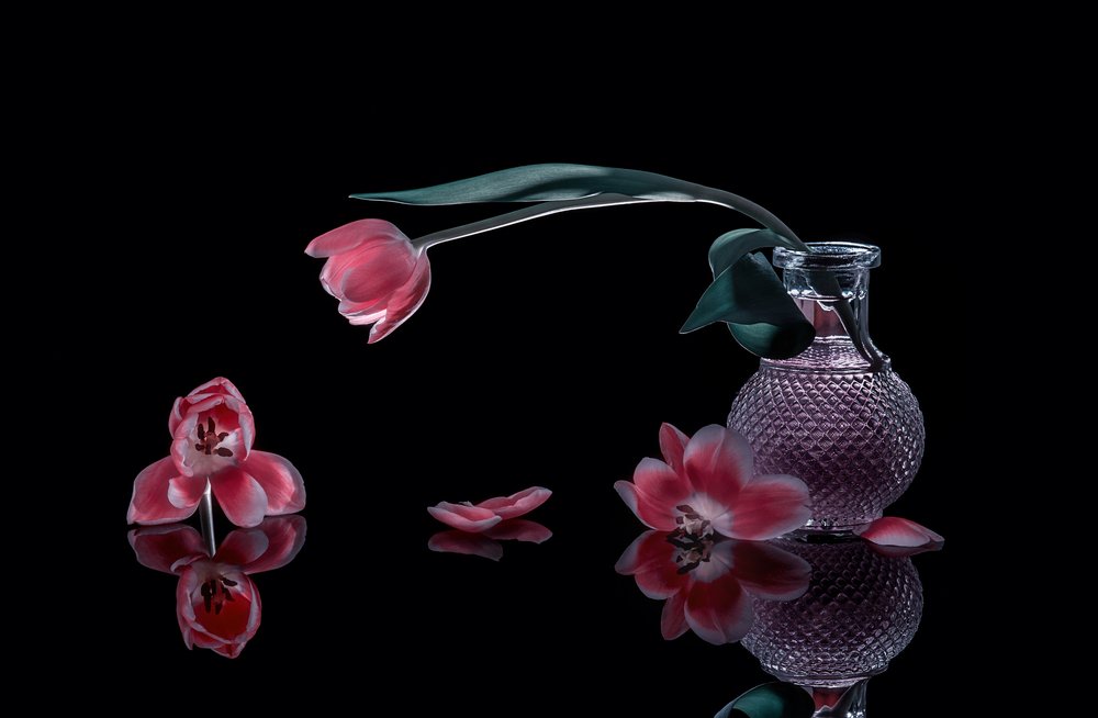 Eleganckie różowe tulipany autorstwa Alice Sheng