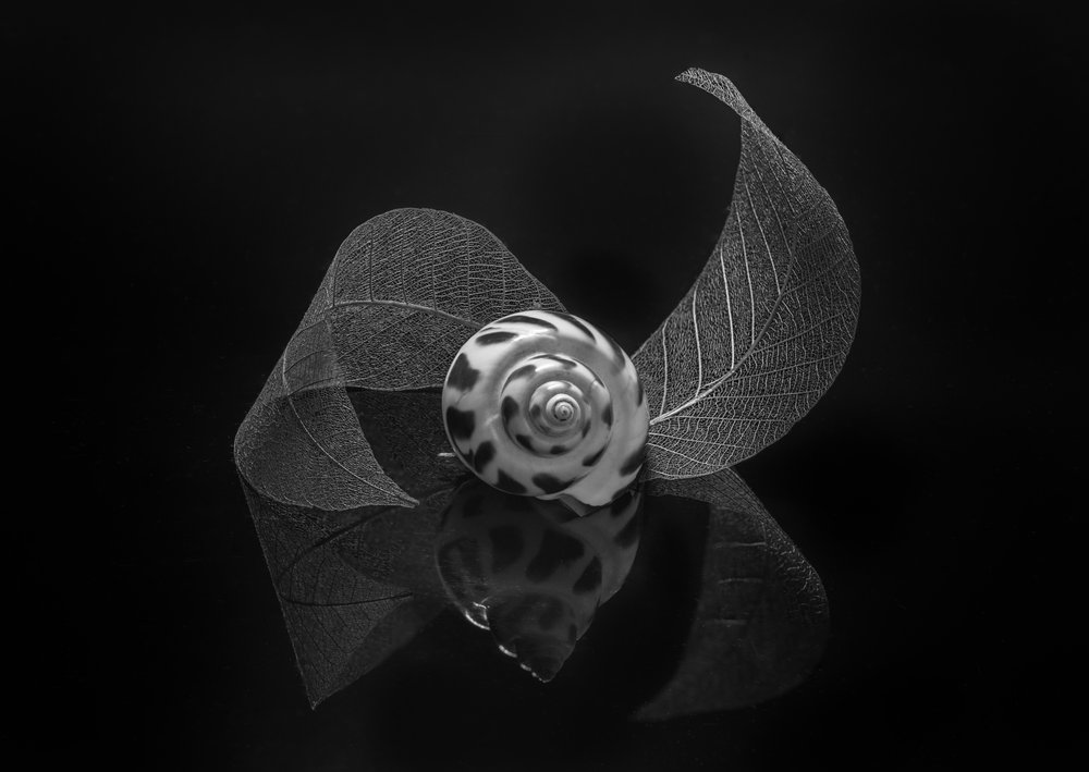 Odbicie w spiralnej muszli autorstwa Alice Sheng