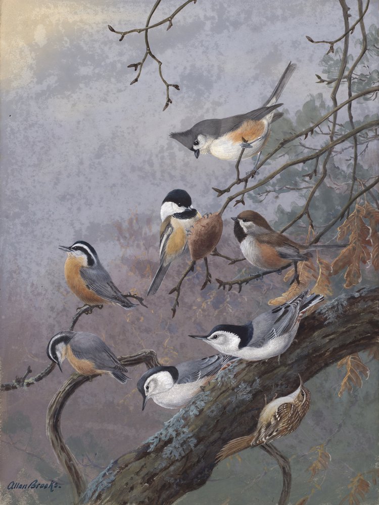 Mieszanka dla ptaków autorstwa Allana Brooksa autorstwa Allan Brooks