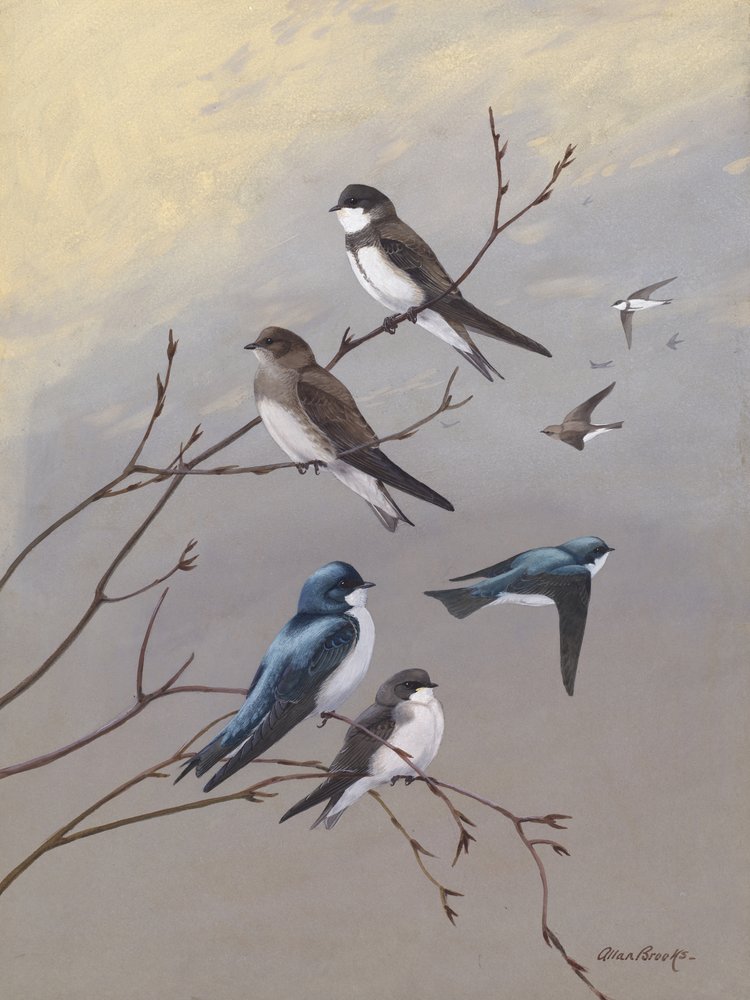 „Jaskółka” Allana Brooksa autorstwa Allan Brooks