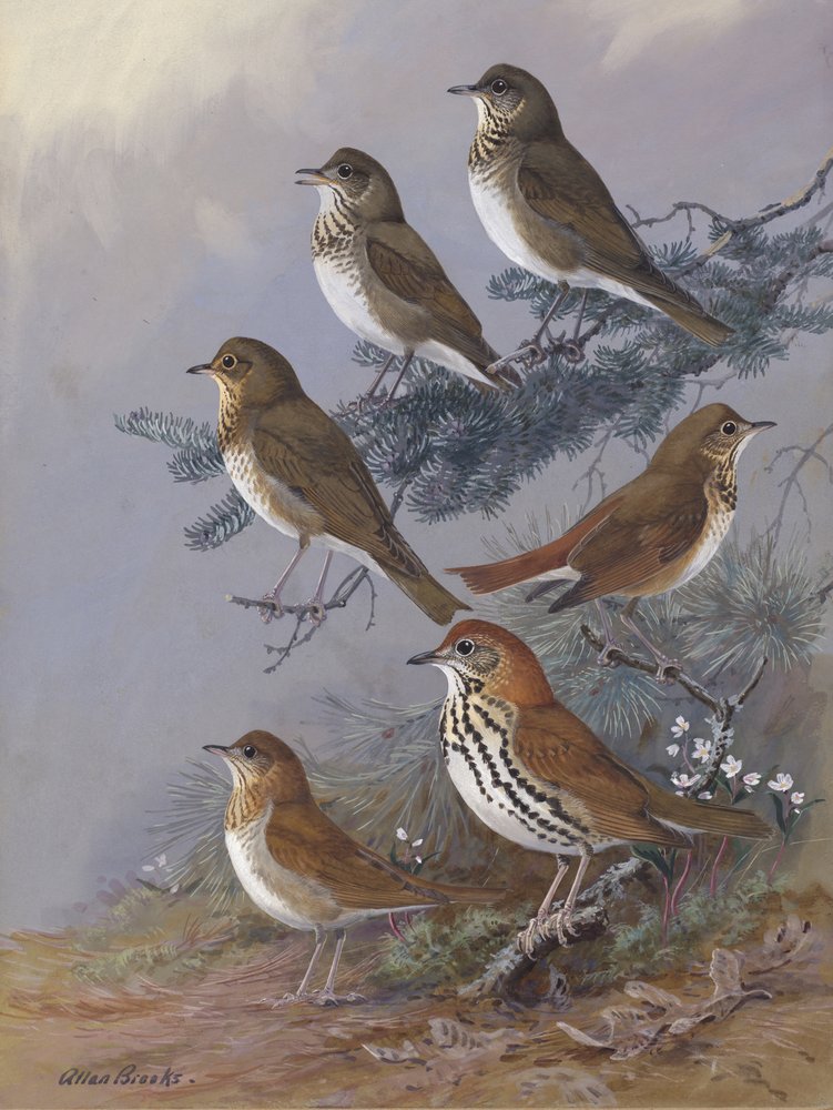 „Thrush” autorstwa Allana Brooksa autorstwa Allan Brooks