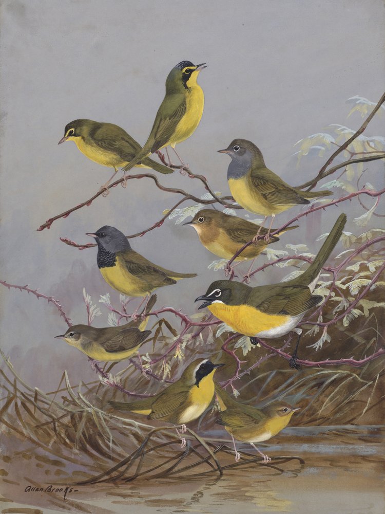 Warblers 003 autorstwa Allana Brooksa autorstwa Allan Brooks