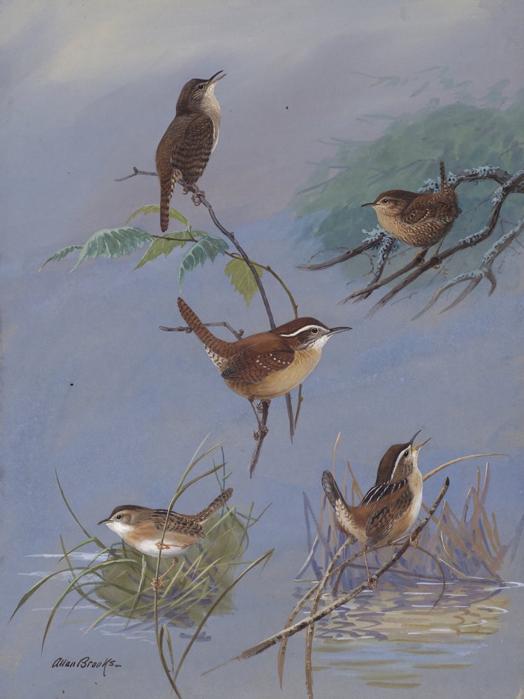 Wren autorstwa Allana Brooksa autorstwa Allan Brooks