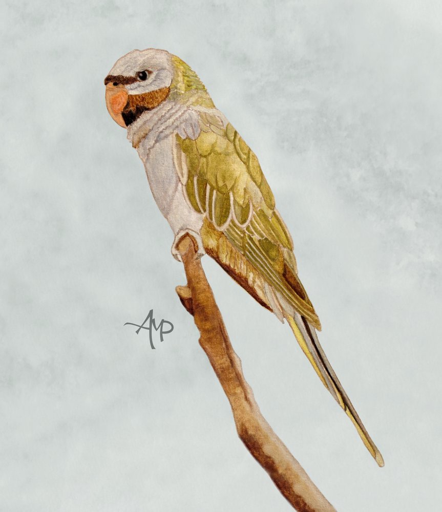  autorstwa Angeles M. Pomata