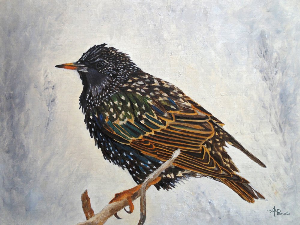  autorstwa Angeles M. Pomata