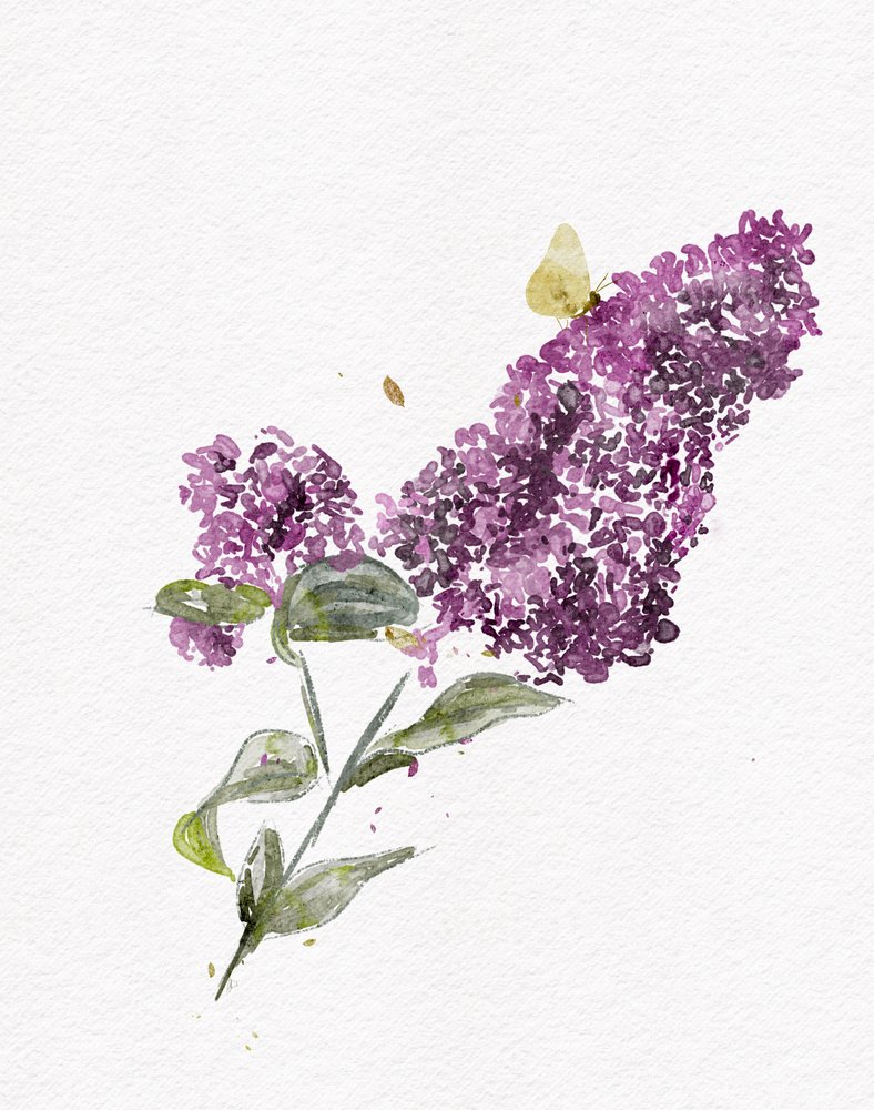 Fioletowy motyl liliowy autorstwa Ankie Kooi