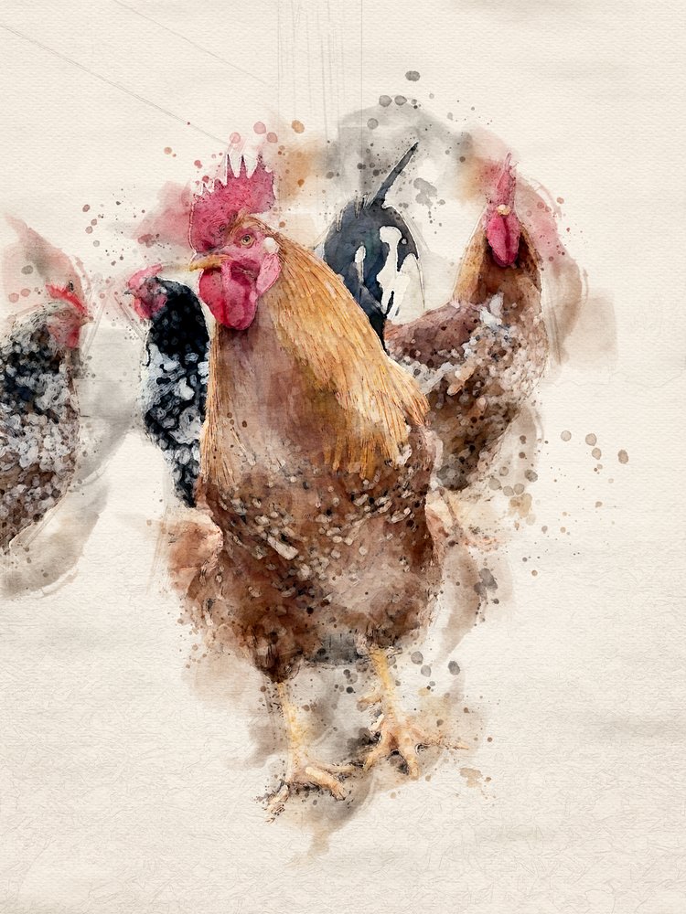 Koguty z farmy „Watercolor” autorstwa Arno Du Toit