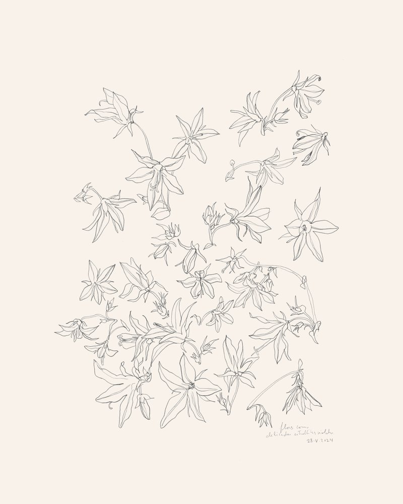 Badania botaniczne nad kwiatami autorstwa Catalina Somolinos