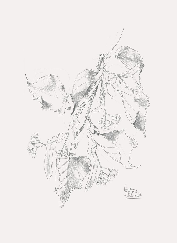 Delikatny szkic lipy autorstwa Catalina Somolinos