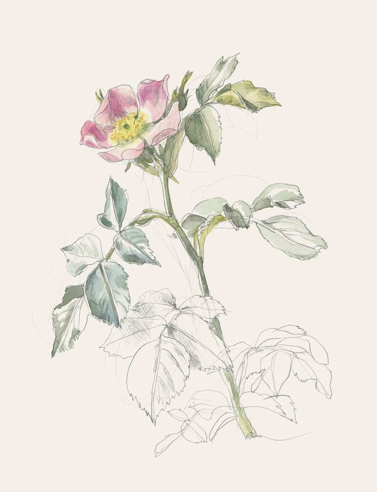 Delikatna różowa dzika róża autorstwa Catalina Somolinos