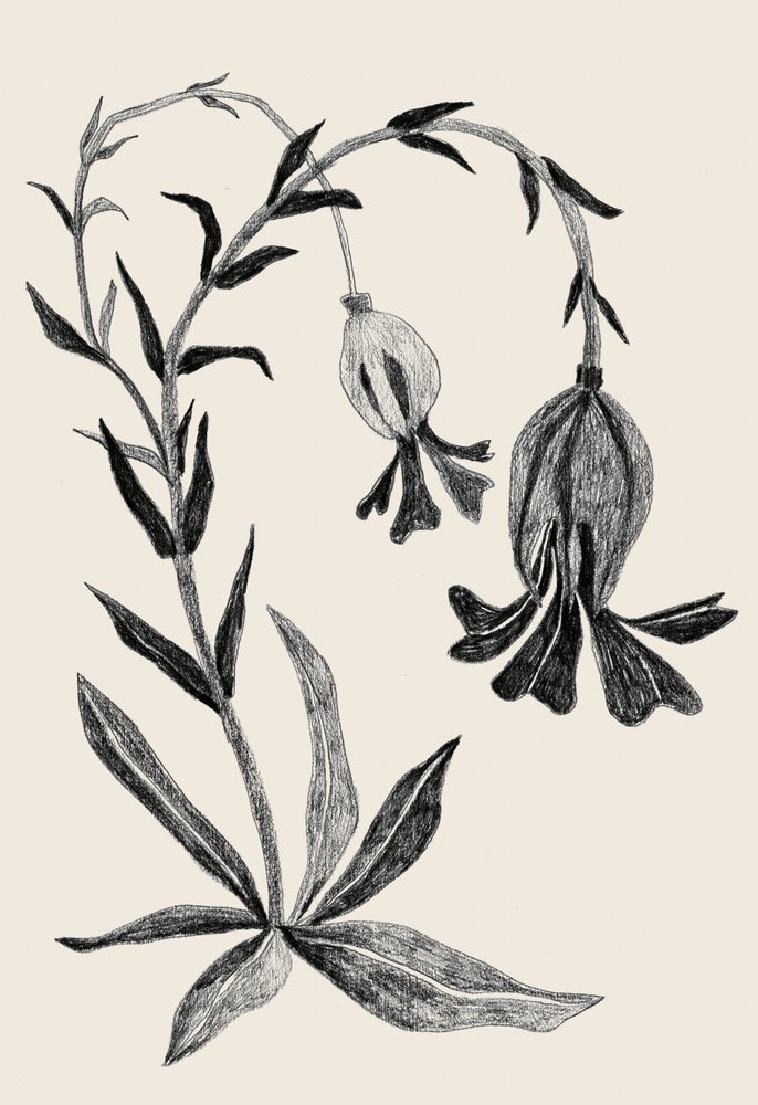 Elegancki kwiatowy motyw autorstwa Catalina Somolinos