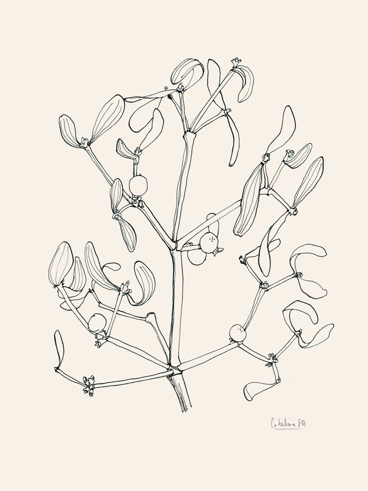 Świąteczna grafika przedstawiająca jemiołę autorstwa Catalina Somolinos