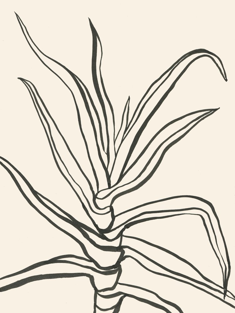 Minimalistyczny szkic rośliny autorstwa Catalina Somolinos