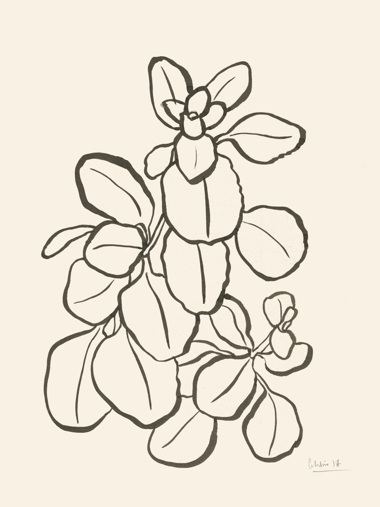 Rysunek liścia metodą organiczną autorstwa Catalina Somolinos