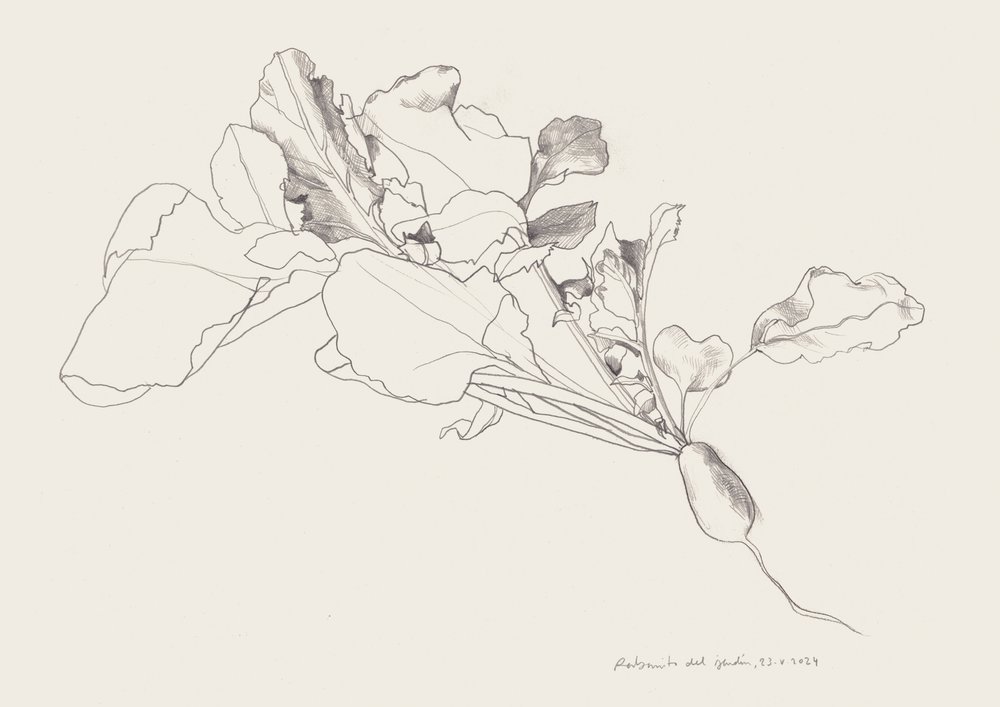 Rysunek botaniczny rzodkwi autorstwa Catalina Somolinos