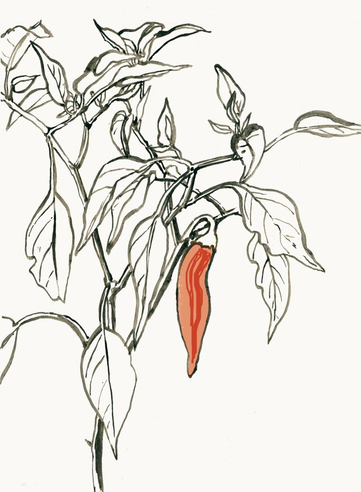 Żywy rysunek przedstawiający chili autorstwa Catalina Somolinos