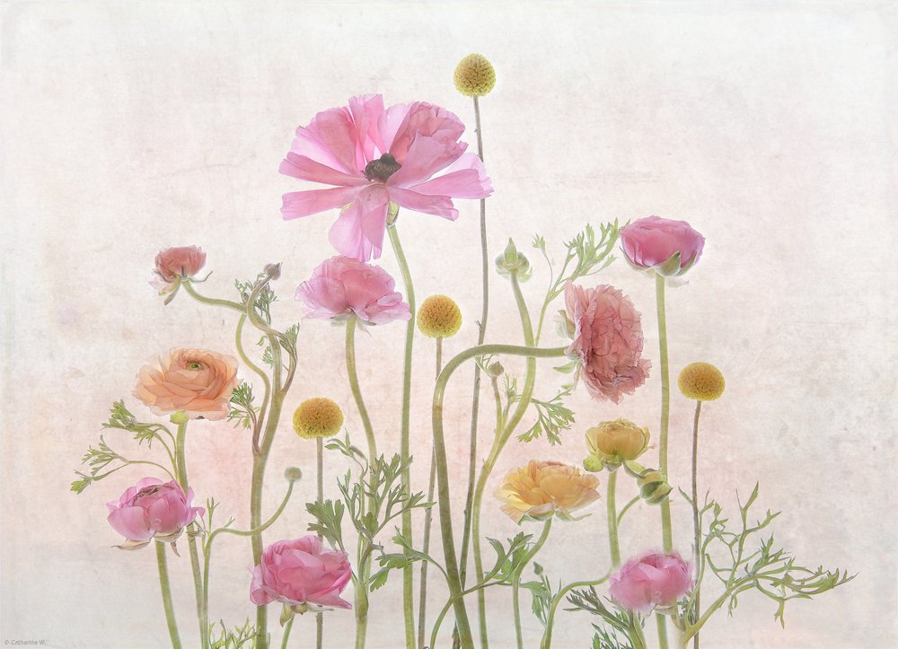 Ranunculus w kolorze delikatnego różu autorstwa Catherine Wang