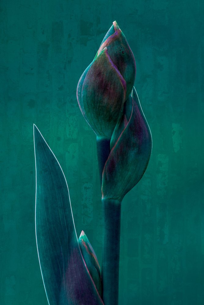 Moody Botanical Bloom autorstwa Chris Hamilton