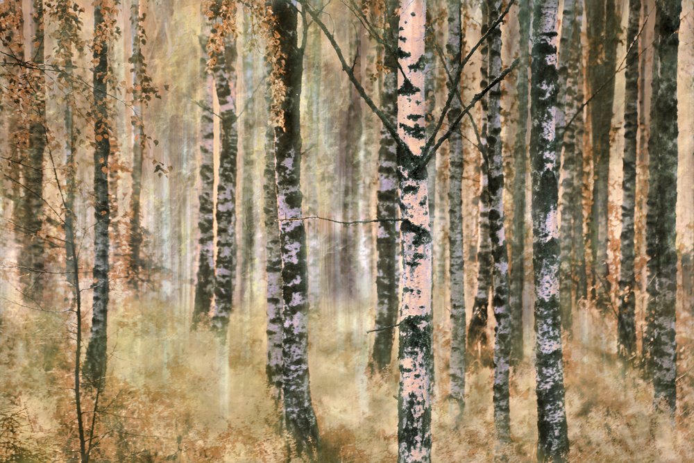 Jesienny las brzozowy autorstwa Christina Sillen