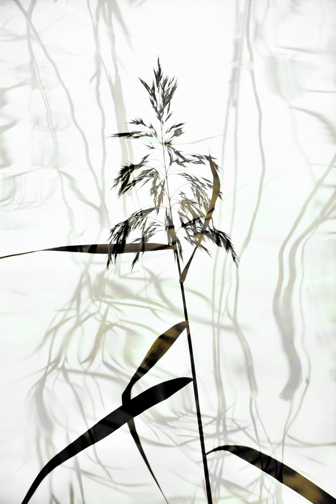 Elegancka sylwetka trzciny autorstwa Christina Sillen