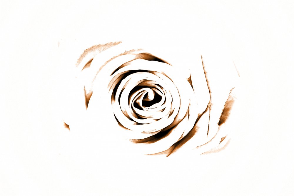 Elegancka Sepia Rose autorstwa Christina Sillen